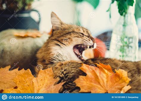 Cute Tabby Cat Yawning Lying In Autumn Leaves On Rustic Table With