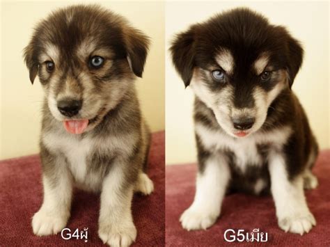 The golden retriever husky mix is a great family dog and makes a good guard dog. Cute Dogs|Pets: Golden Retriever and Husky Mix Puppies