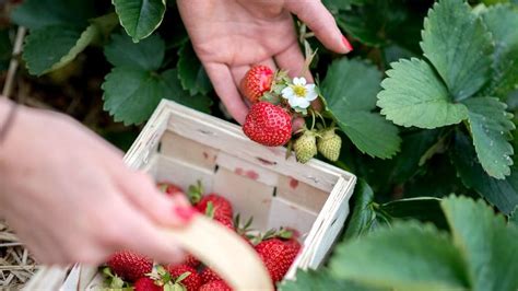Erdbeeren pflanzen Was eignet sich besser