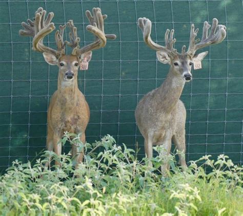 M3 Whitetails A Few Bucks Looking For A New Home Deer Breeder In