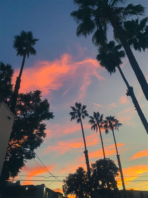 Sunset In Cali Sunset Summer Palm Trees