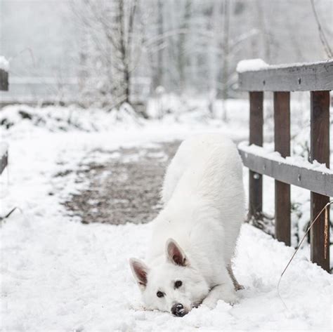 Just 18 Dogs Enjoying Playtime In The Snow Cuteness Dogs Husky