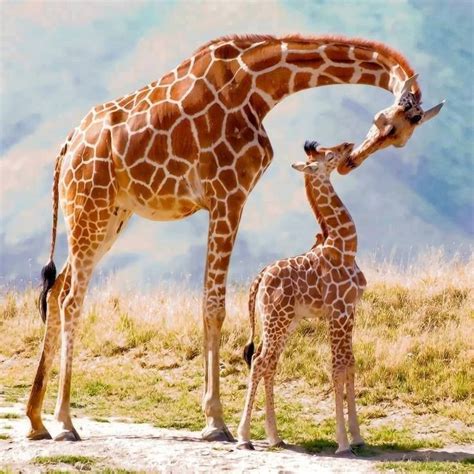 Inspiring Photo The Kiss 13027991 Giraffe Giraffe Pictures