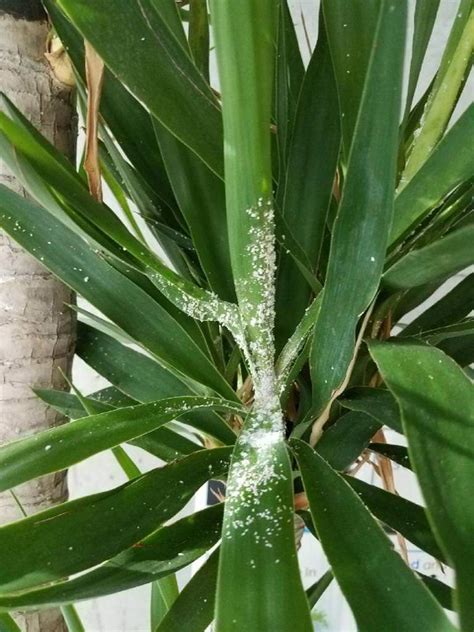 How To Get Rid Of Mealybugs My City Plants