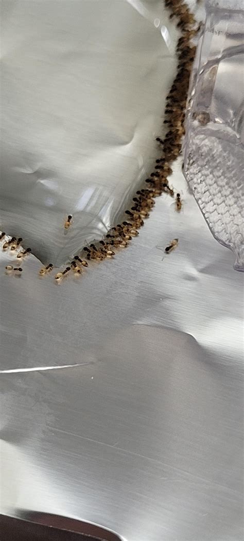 Does Anyone Know What Type Of Ants These Are And Why Theyre In My Room