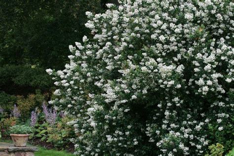 Evergreen White Flowering Shrubs Uk Mbi Garden Plant