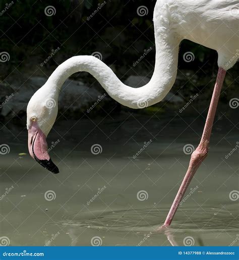 Pink Flamingo Bird Stock Photo Image Of Acquatic Nature 14377988