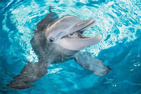 Winter Beloved Star Of Dolphin Tale Movies Dies At Aquarium In Florida