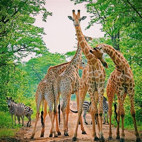 Singita On Twitter Zimbabwe Wildlife Giraffe