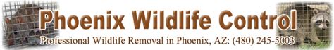 With our effective pest control and wildlife removal services, you can get rid of unwanted critters on your property and have peace of mind. Phoenix Raccoon Control & Removal