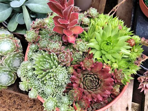 How To Create A Container Rock Garden Mini Garden Spaces