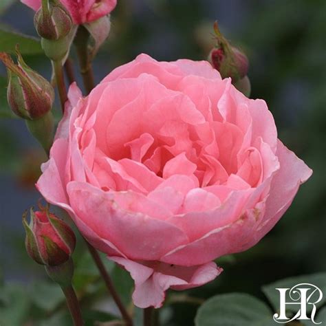 Queen Elizabeth® Planting Roses Heirloom Roses Rose Varieties