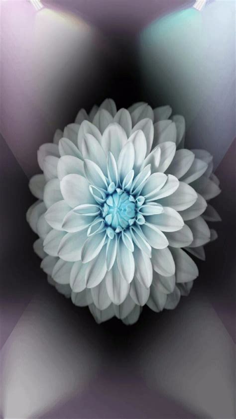 Flower Cool Wallpapersc Iphone6splus