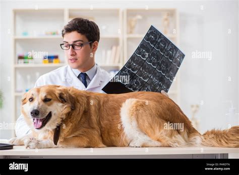 Doctor Examining Golden Retriever Dog In Vet Clinic Stock Photo Alamy