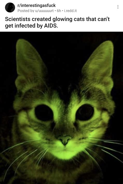 Apparently Glowing Cats That Cant Get Infected By Aids Are A Thing
