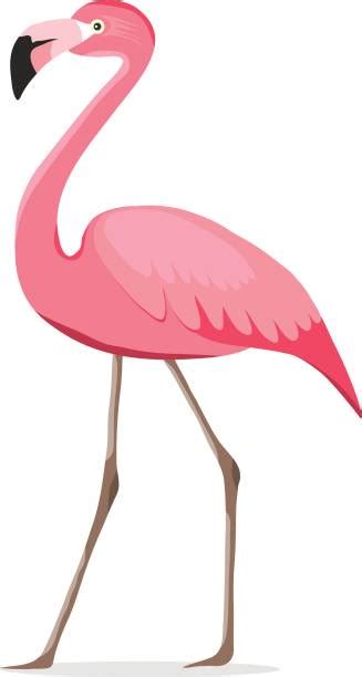 Best Flamingo Clipart Illustrations Royalty Free Vector