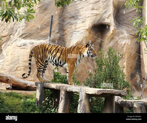 Bengal Tiger Resting In The Zoo Stock Photo Alamy