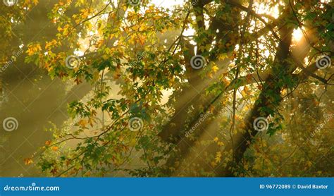 Foggy Morning With Golden Light Shining Through Trees Has Dreamy Stock