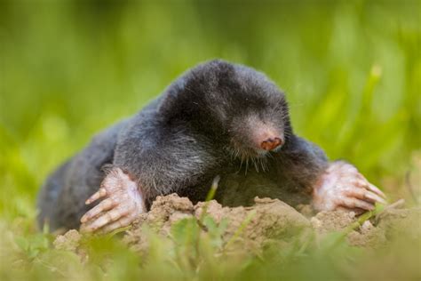 How Moles Dig Termmax Life And Times Of The Mole
