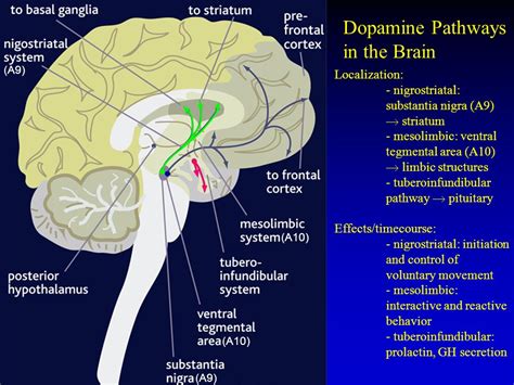 Dopamine Pathways Diagram Jule Im Ausland