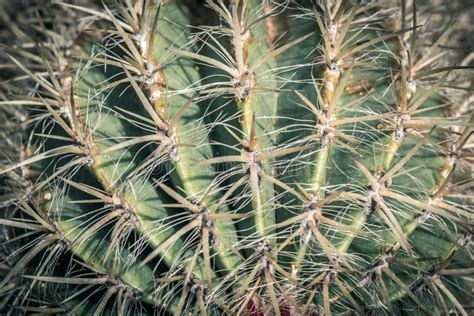 Macro Shot Of Cactus With Details Background Stock Photo Image Of