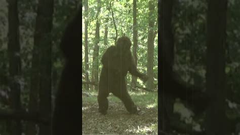 A Bigfoot Dancing Youtube