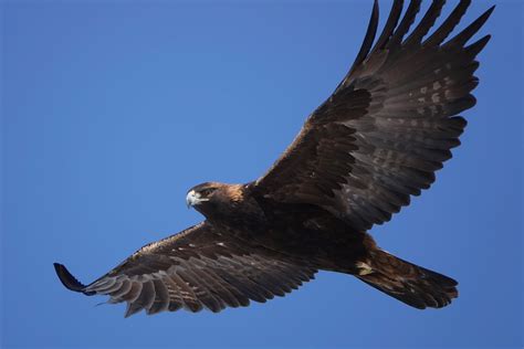 Golden Eagle Golden Eagle Eagle Animals