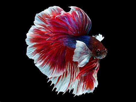 Double Tail Betta Everything You Need To Know