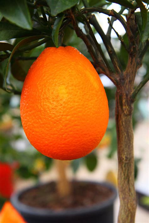 Growing Orange Free Stock Photo Public Domain Pictures