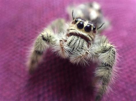 How I Ended Up With Pet Jumping Spiders Jumping Spider Pets Pet Spider