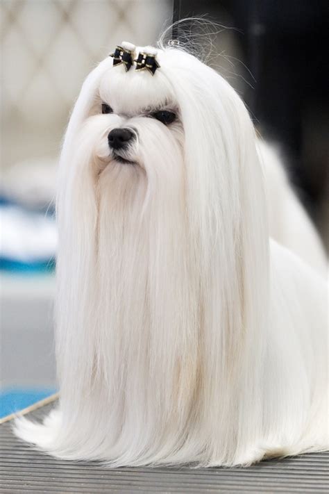 Large Dogs With Long Hair The Best Clippers For A Long Haired Dog