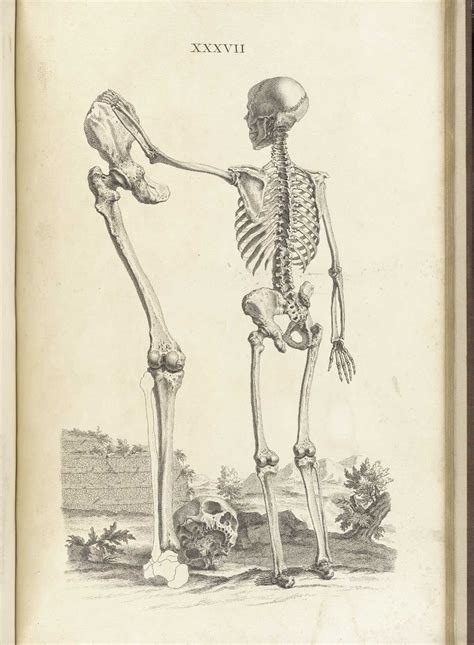 Drawing the proportions of the human form the human form is complex. Historical Anatomies on the Web: William Cheselden Home