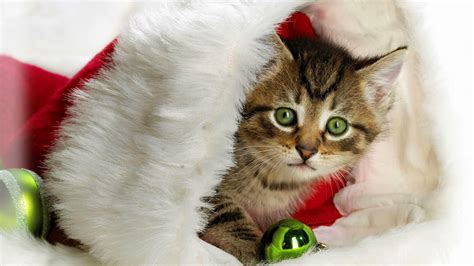 Cute Cats Christmas Hd Wallpapers Hd Wallpapers Blog