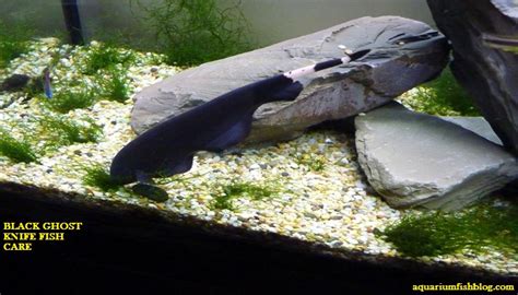 Black Ghost Knife Fish Care Total Care Diet And Breeding Guide