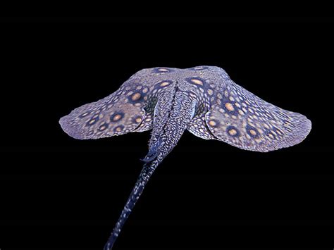 The Amazing Ocellate River Stingray Found In The Amazons Waterways