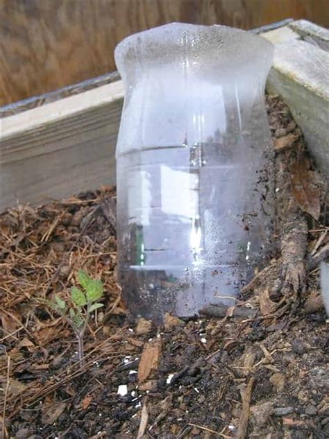 Diy A Simple 2 Liter Bottle Plant Drip Irrigation System New Life On