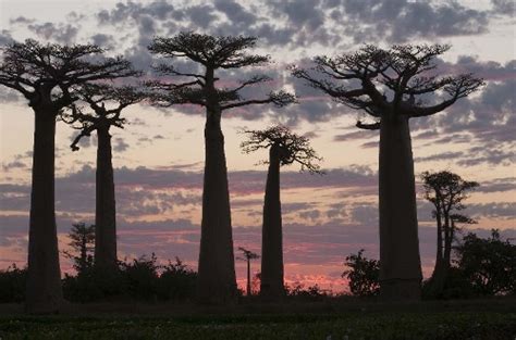 Baobab trees - unique scenery in Madagascar - Global Times
