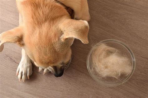 Why Is My Chihuahua Losing Hair 7 Reasons For Bald Patches