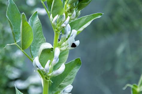 How To Grow Fava Beans