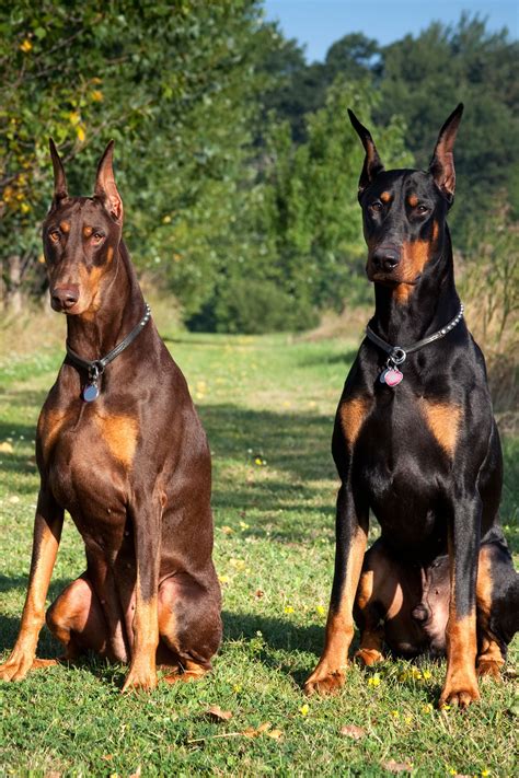Best Guard Dog Breeds Which Breeds Can You Trust