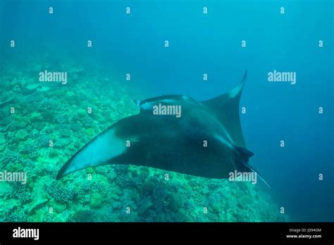 Manta Ray In Indian Ocean Maldives Underwater Sea Life Underwater