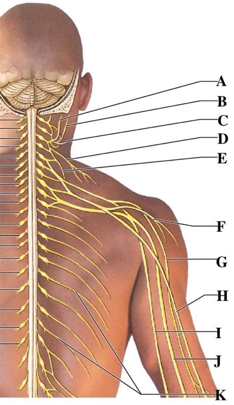 Upper Body Nerves Diagram Quizlet