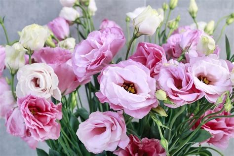 How To Care For The Lisianthus Plant Pudin Garden