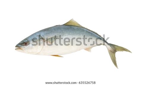 Yellowtail Amberjack Fish Isolated On White Stock Photo 635526758