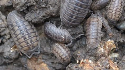Are Pill Bugs Rollie Pollies Good Or Bad For Gardens Discover The