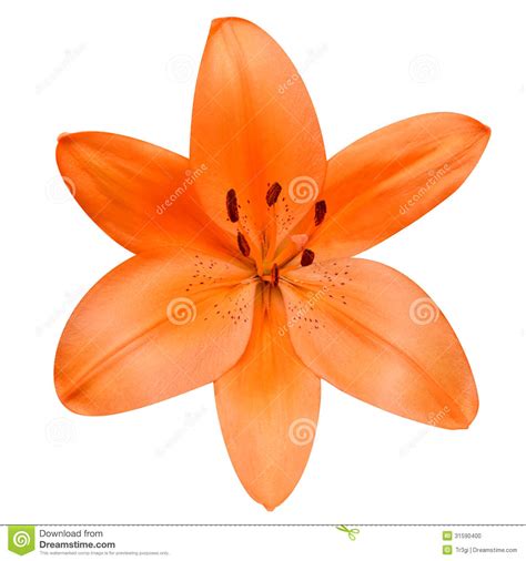 Open Orange Lily Flower Isolated On White Background Stock Photo