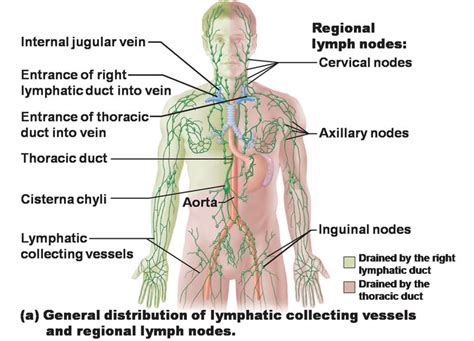 The Immune And Lymphatic Systems Of The Lower Torso Anatomy Medicinecom