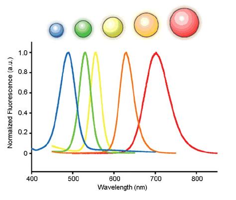 Particle Size Dependent Emission Spectra Of Fluorescent Quantum Dots