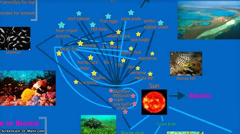 Australia Coral Reef Biome Food Web Youtube
