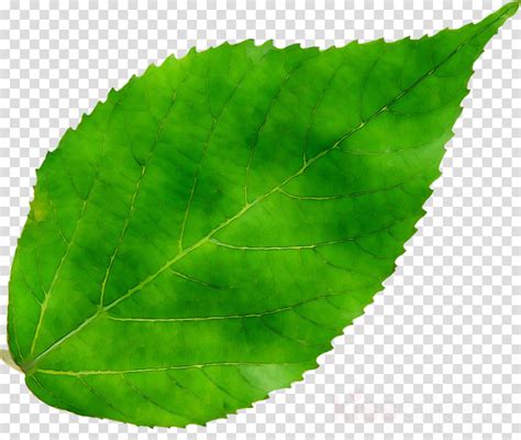 Green Leaf Background Clipart Leaf Green Plant Transparent Clip Art